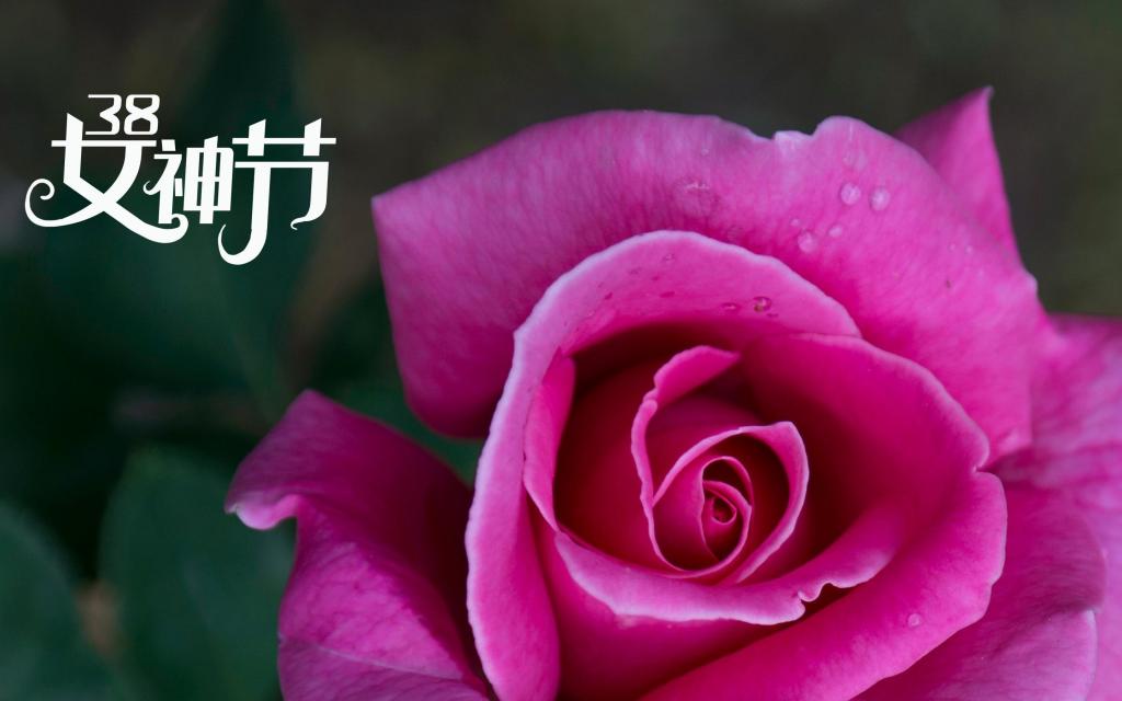 节日自动换壁纸的软件-免费的节日自动换壁纸软件，让你的电脑屏幕充满节日氛围