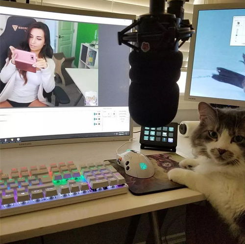 游戏主播猫,萌宠与电竞的跨界传奇