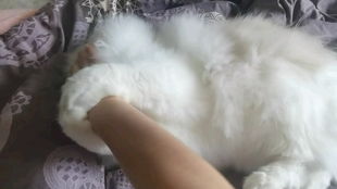猫咪互打的游戏,猫咪互打竞技场大揭秘