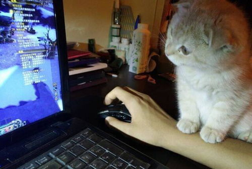 陪小猫做游戏,趣味互动游戏全攻略