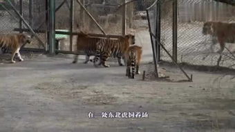 复古港风游戏,探寻复古港风游戏的魅力世界