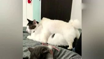小咪猫游戏,欢乐无限