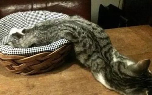 根游戏猫可,根游戏猫的奇幻冒险之旅